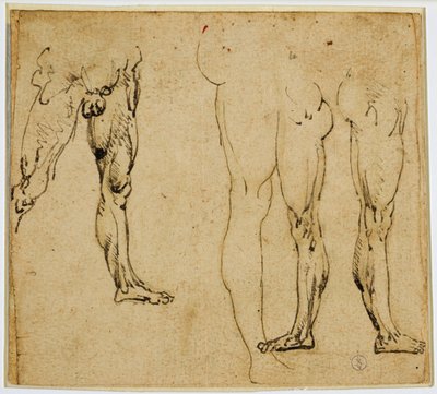 Studi di gambe maschili, c. 1485-1487 da Leonardo da Vinci